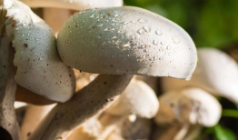 蘑菇视频吃瓜爆料在线招商,吃瓜爆料背后的在线招商风云